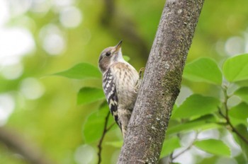 Japanese Pygmy Woodpecker ＭＦ Mon, 5/22/2023