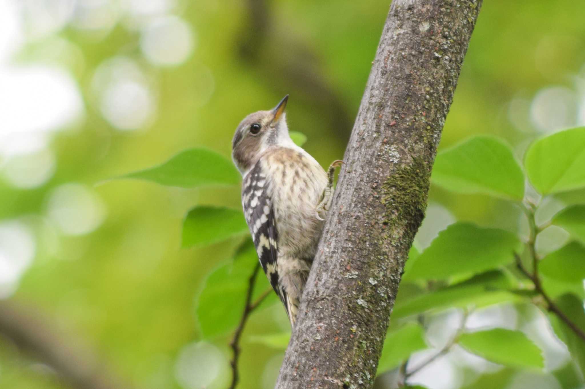 Photo of Japanese Pygmy Woodpecker at ＭＦ by NM🐥📷