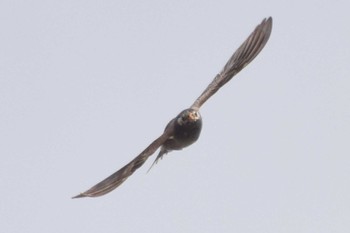 White-cheeked Starling Unknown Spots Sun, 5/21/2023