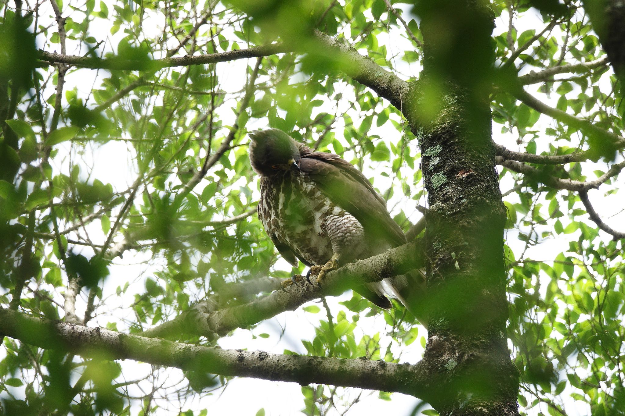 Crested Goshawk