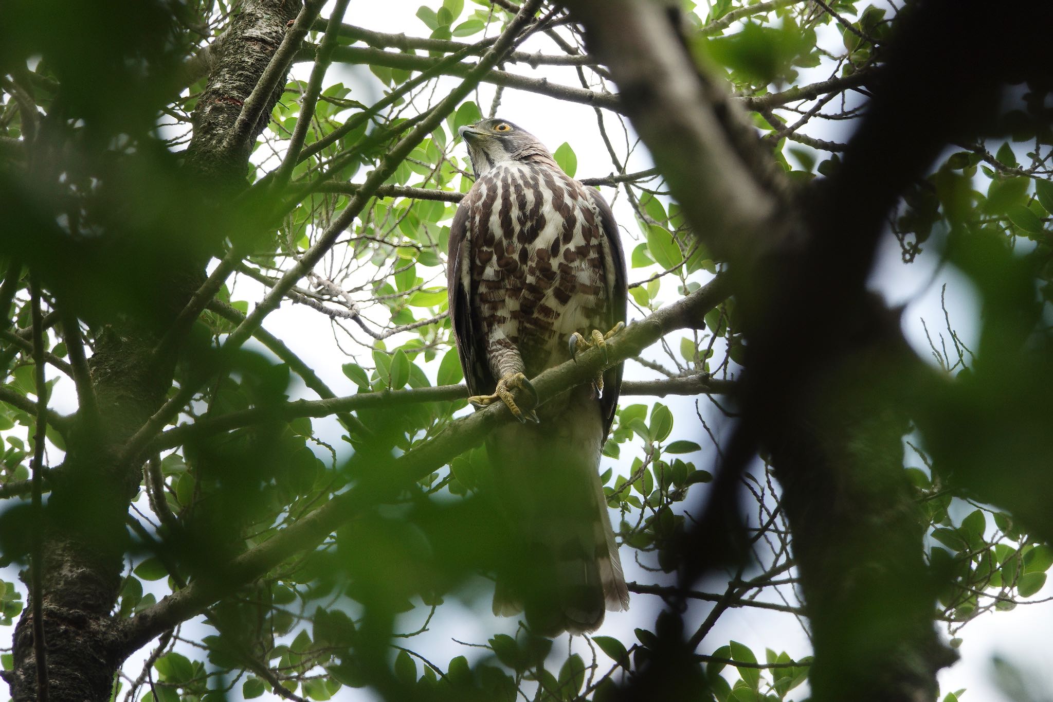 Photo of Crested Goshawk at 大安森林公園 by のどか