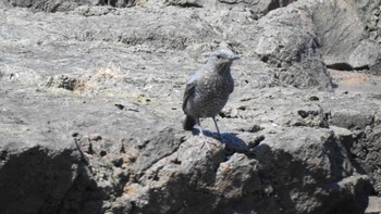 イソヒヨドリ 蕪島(青森県) 2023年5月9日(火)