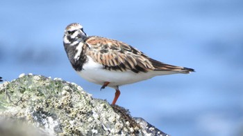 キョウジョシギ 蕪島(青森県) 2023年5月9日(火)