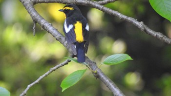 Narcissus Flycatcher 長者山(青森県八戸市) Tue, 5/9/2023