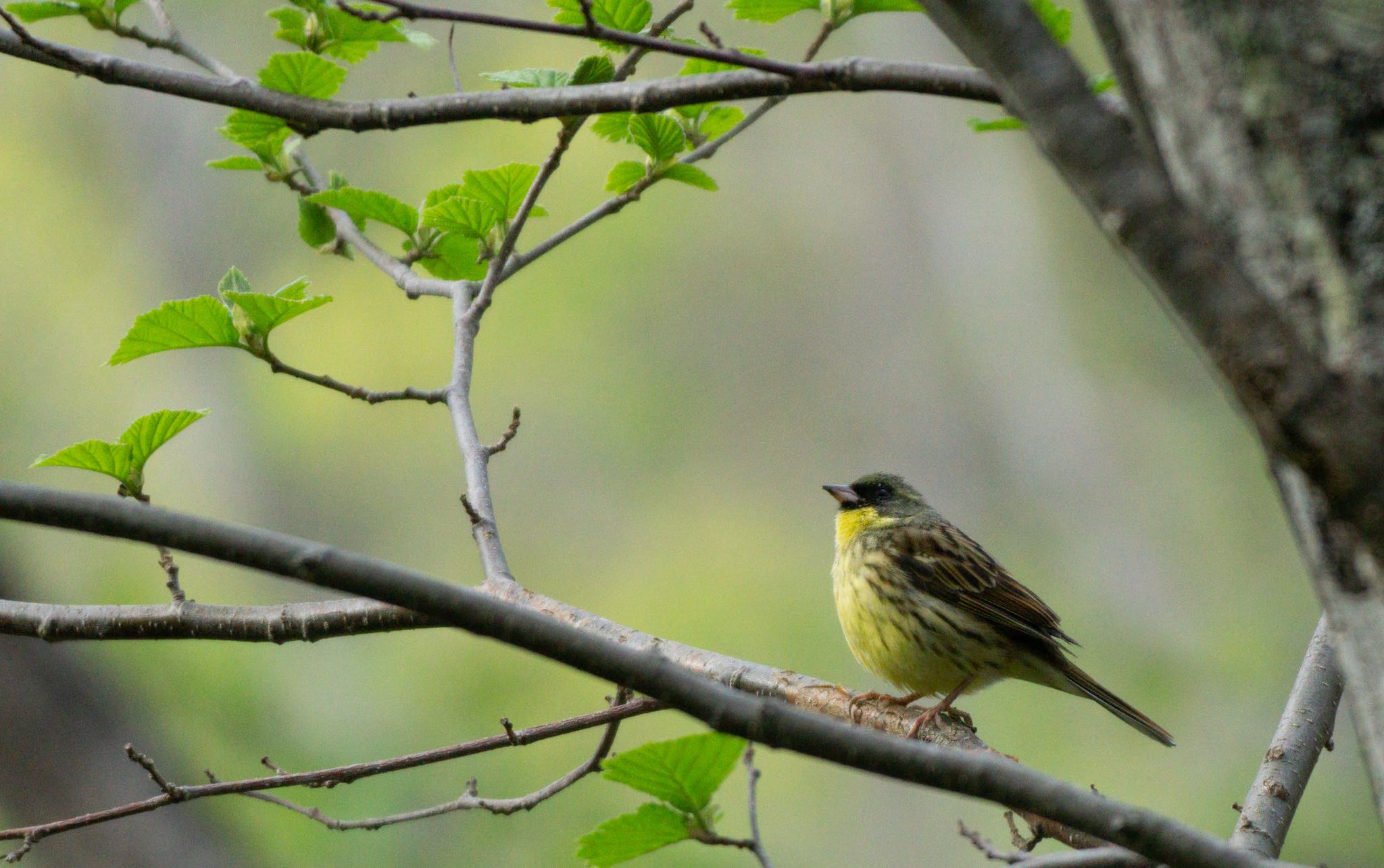 Photo of Masked Bunting at Nishioka Park by マルCU