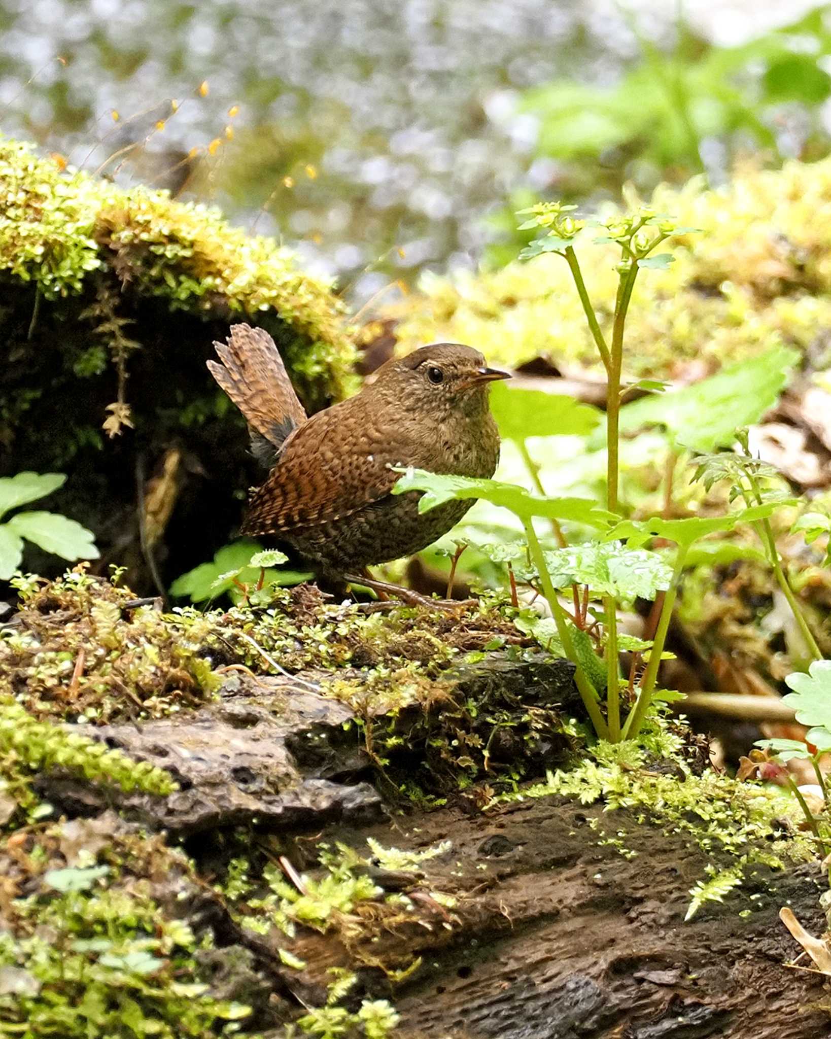 Eurasian Wren