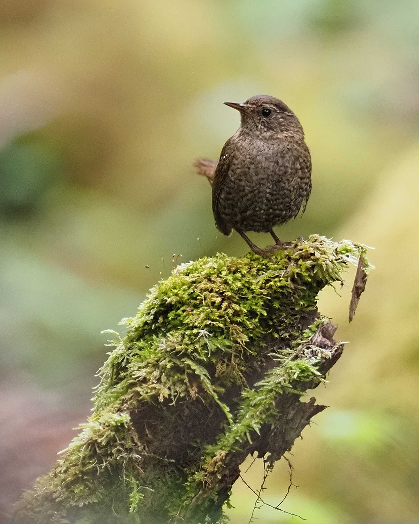 Eurasian Wren