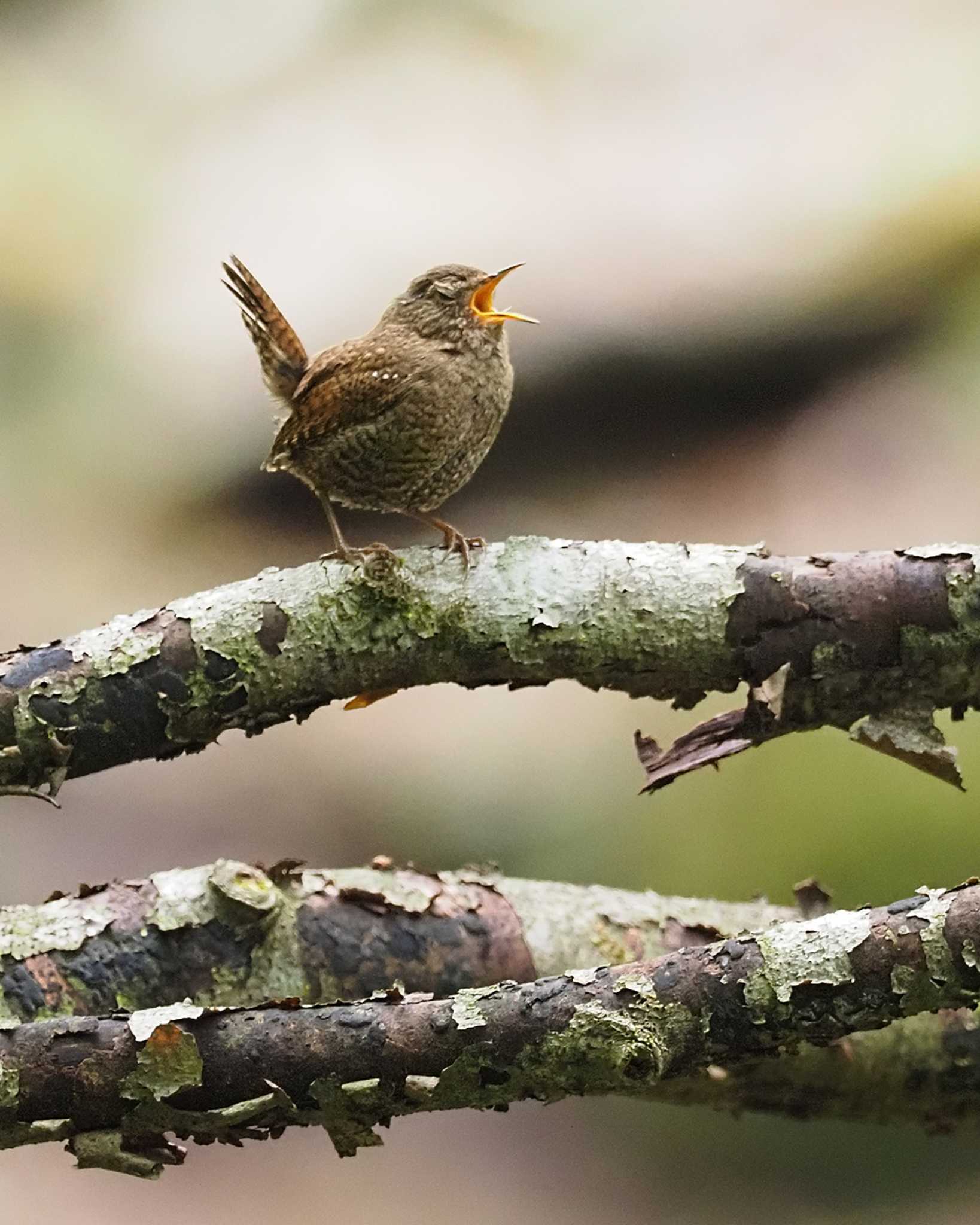 Eurasian Wren