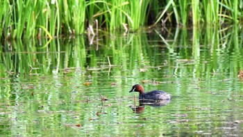 カイツブリ 戸隠森林植物園(戸隠森林公園) 2023年5月20日(土)