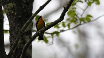 キビタキ 戸隠森林植物園(戸隠森林公園) 2023年5月20日(土)