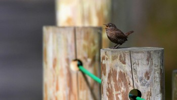 ミソサザイ 戸隠森林植物園(戸隠森林公園) 2023年5月20日(土)