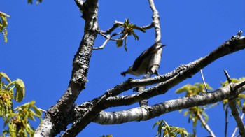 ゴジュウカラ 戸隠森林植物園(戸隠森林公園) 2023年5月20日(土)