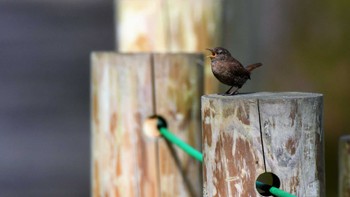 ミソサザイ 戸隠森林植物園(戸隠森林公園) 2023年5月20日(土)