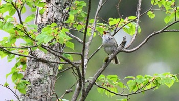 ウグイス 戸隠森林植物園(戸隠森林公園) 2023年5月20日(土)