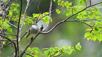 ウグイス 戸隠森林植物園(戸隠森林公園) 2023年5月20日(土)