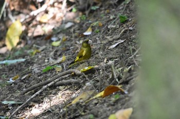 Grey-capped Greenfinch 金沢城公園 Sat, 5/26/2018