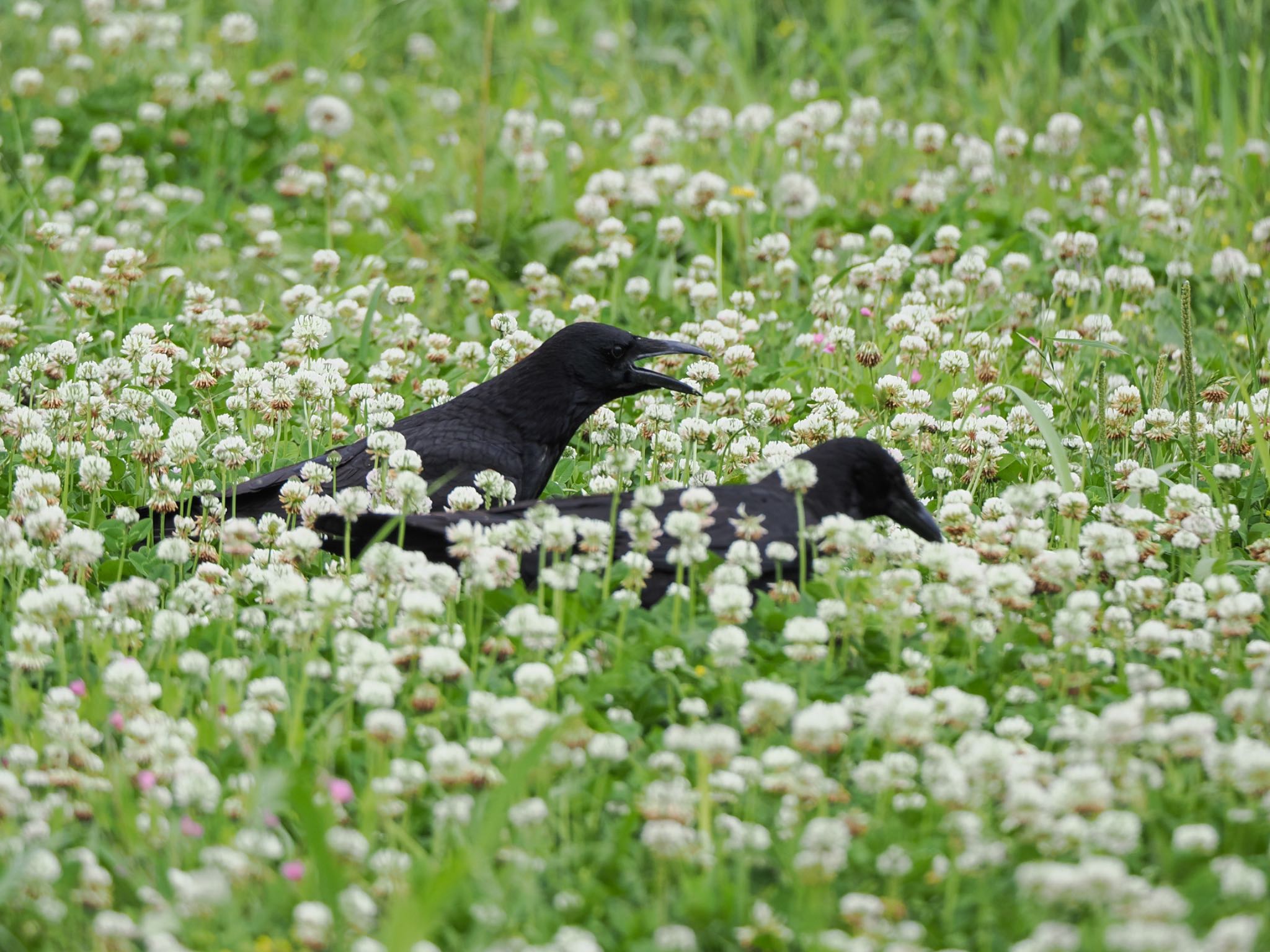 Carrion Crow