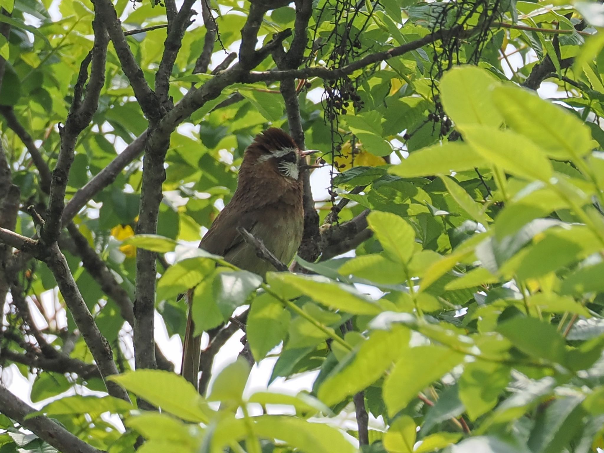 White-browed Laughingthrush