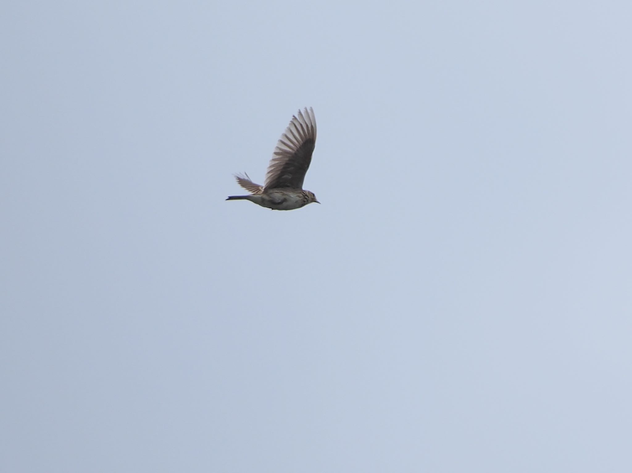 Eurasian Skylark