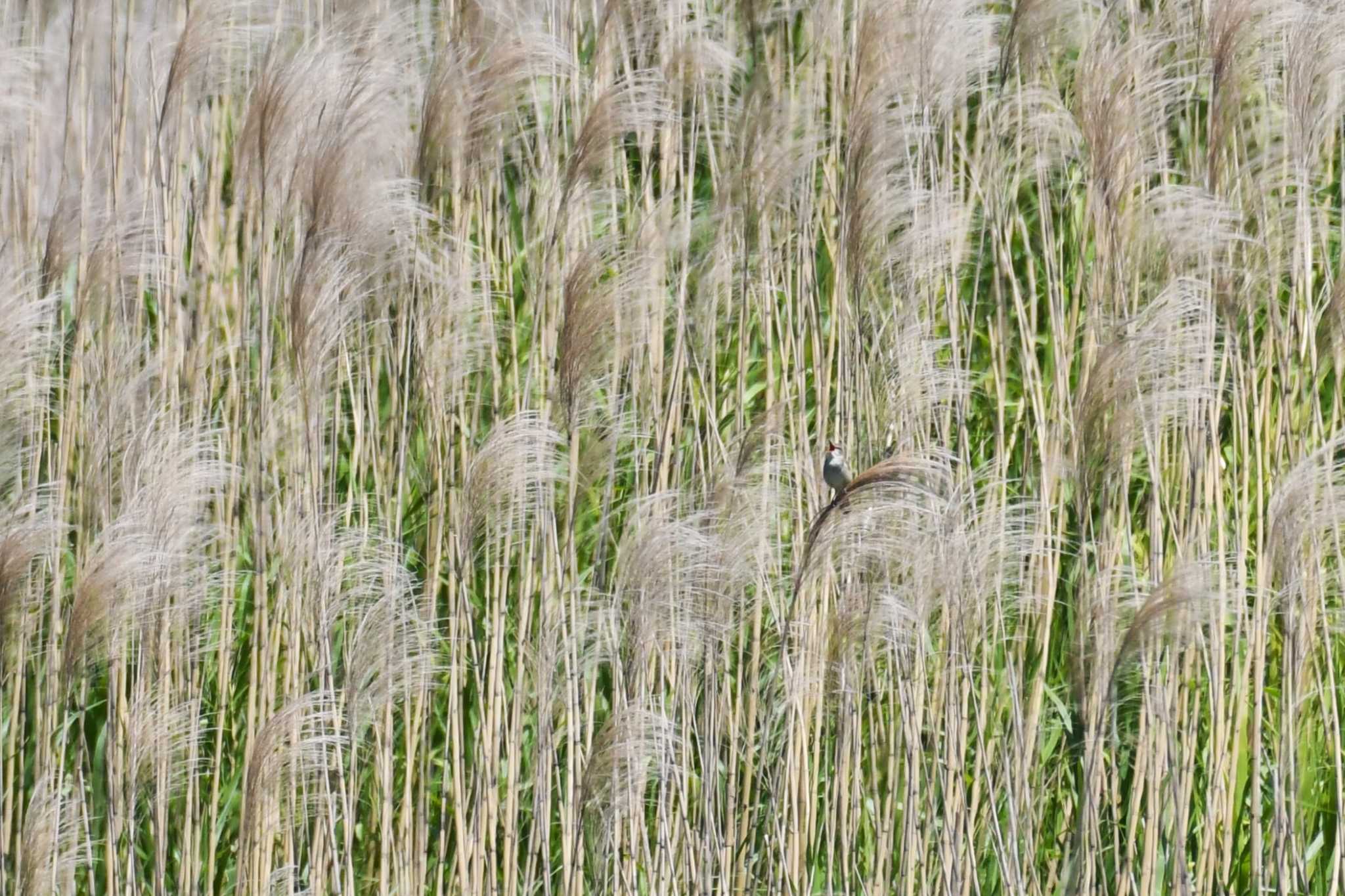 Photo of Oriental Reed Warbler at 出雲市 by Semal