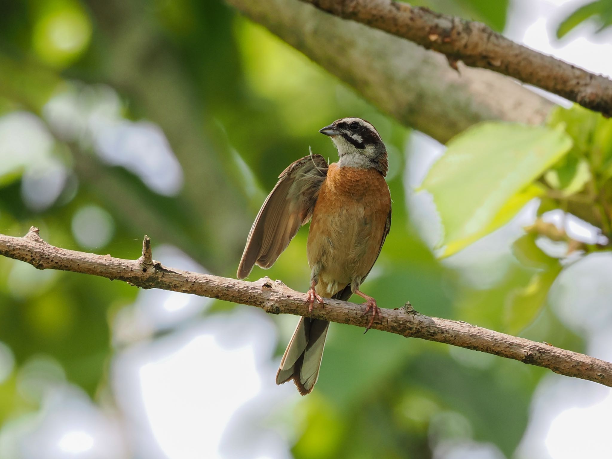 Meadow Bunting