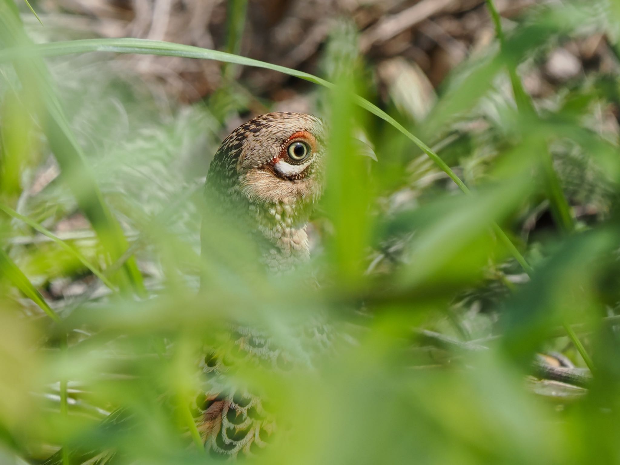 Green Pheasant