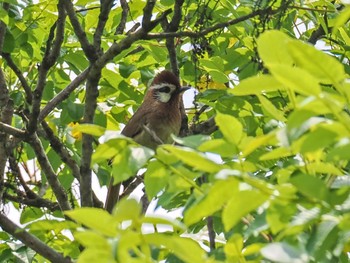 カオジロガビチョウ 多々良沼 2023年5月22日(月)