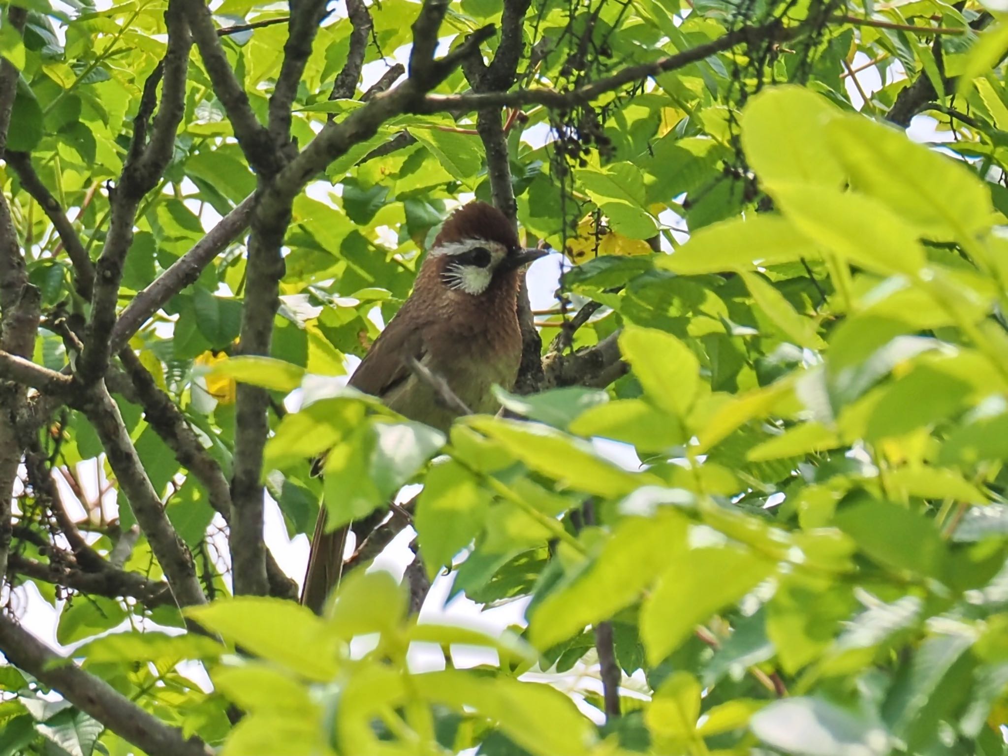 カオジロガビチョウ 頬ヒゲのような白い羽がかわいい　鳴き声は特徴的