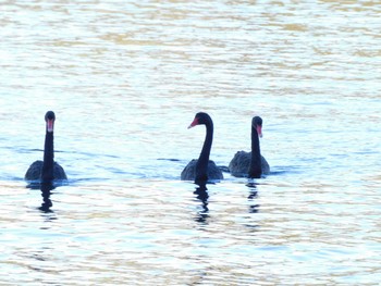 Black Swan Elizabeth Quay Sun, 4/23/2023