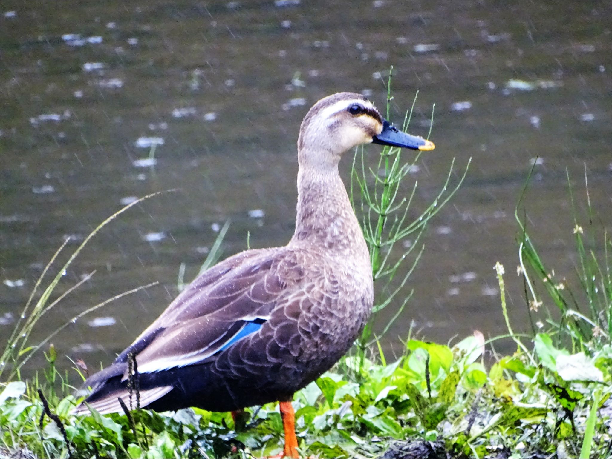 舞岡公園 カルガモの写真 by KAWASEMIぴー