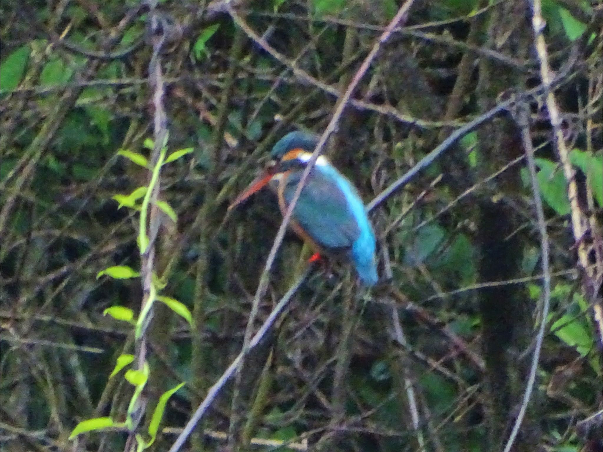 舞岡公園 カワセミの写真