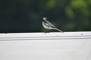 White Wagtail 千丈寺湖ダム Sat, 5/5/2018