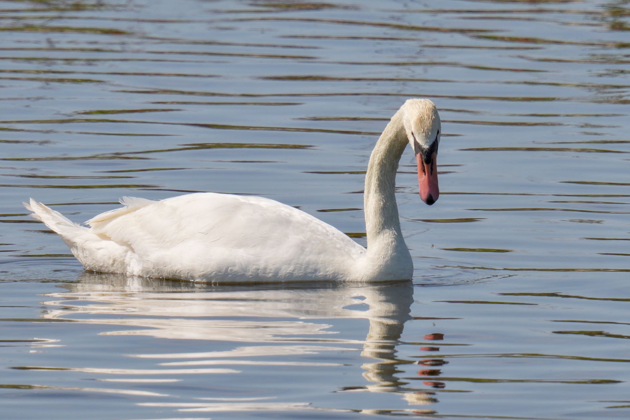 Photo of Mute Swan at 酒匂川河口 by アポちん