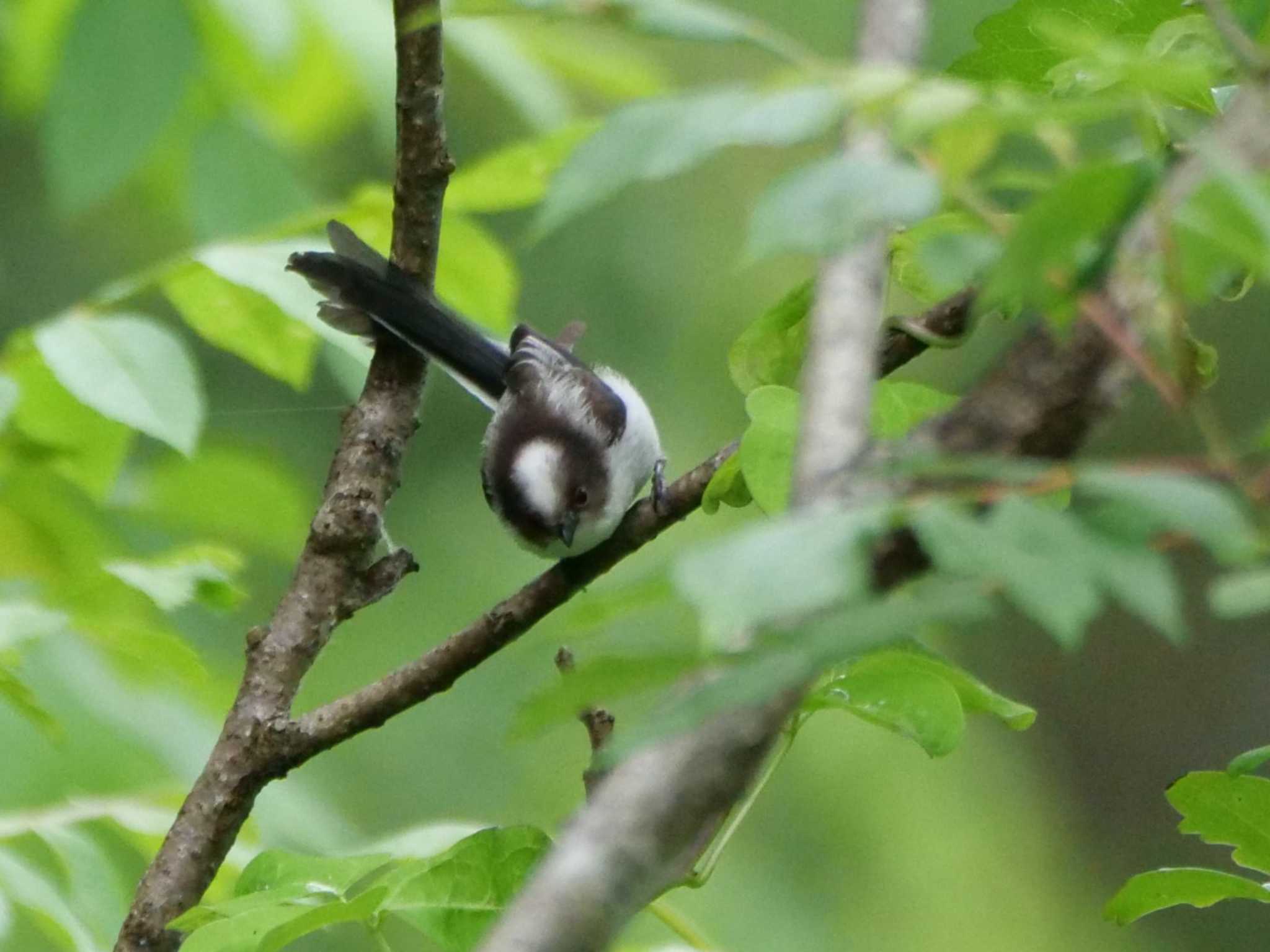 秩父 エナガの写真