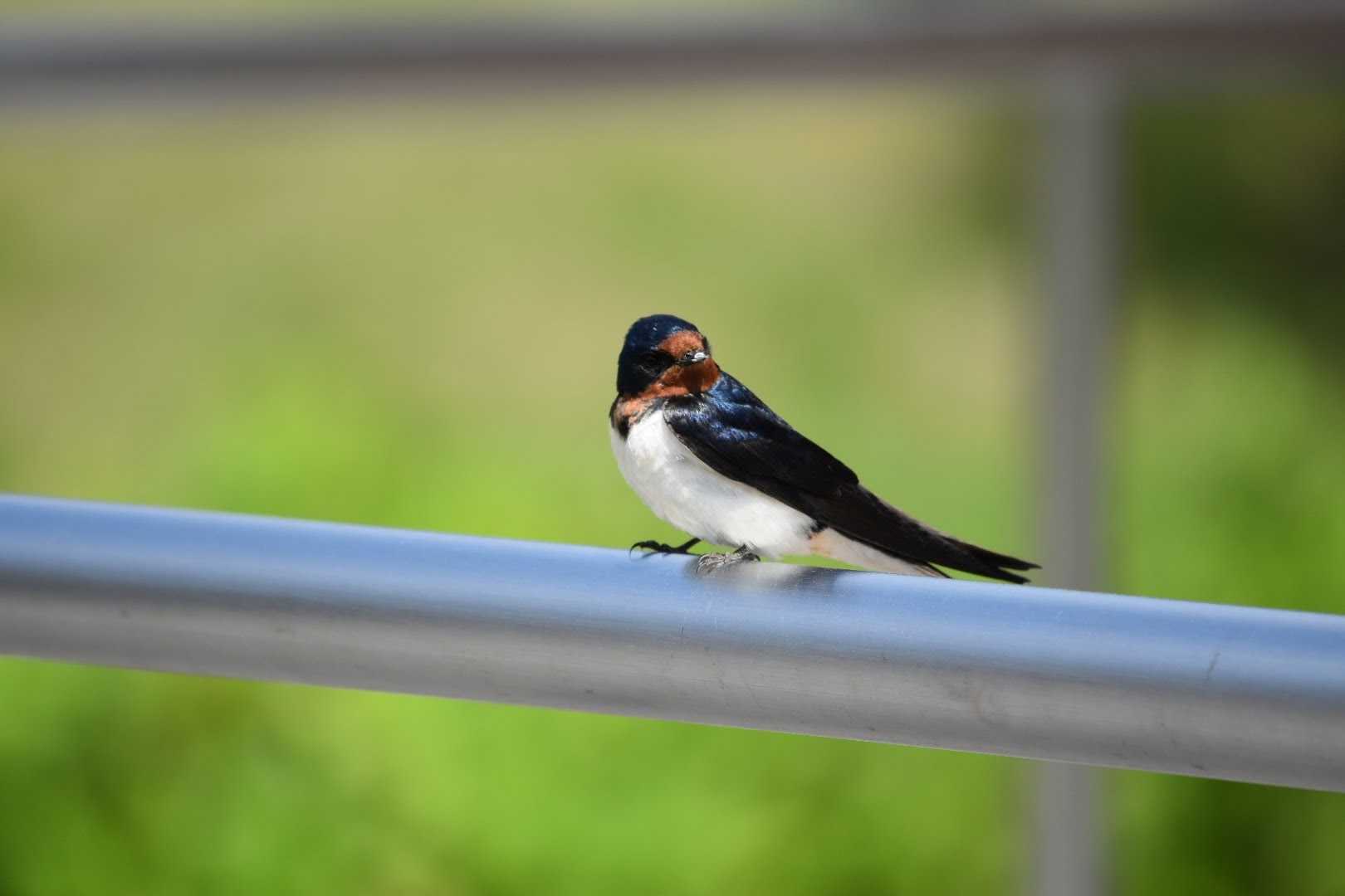Photo of Barn Swallow at Arima Fuji Park by Shunsuke Hirakawa