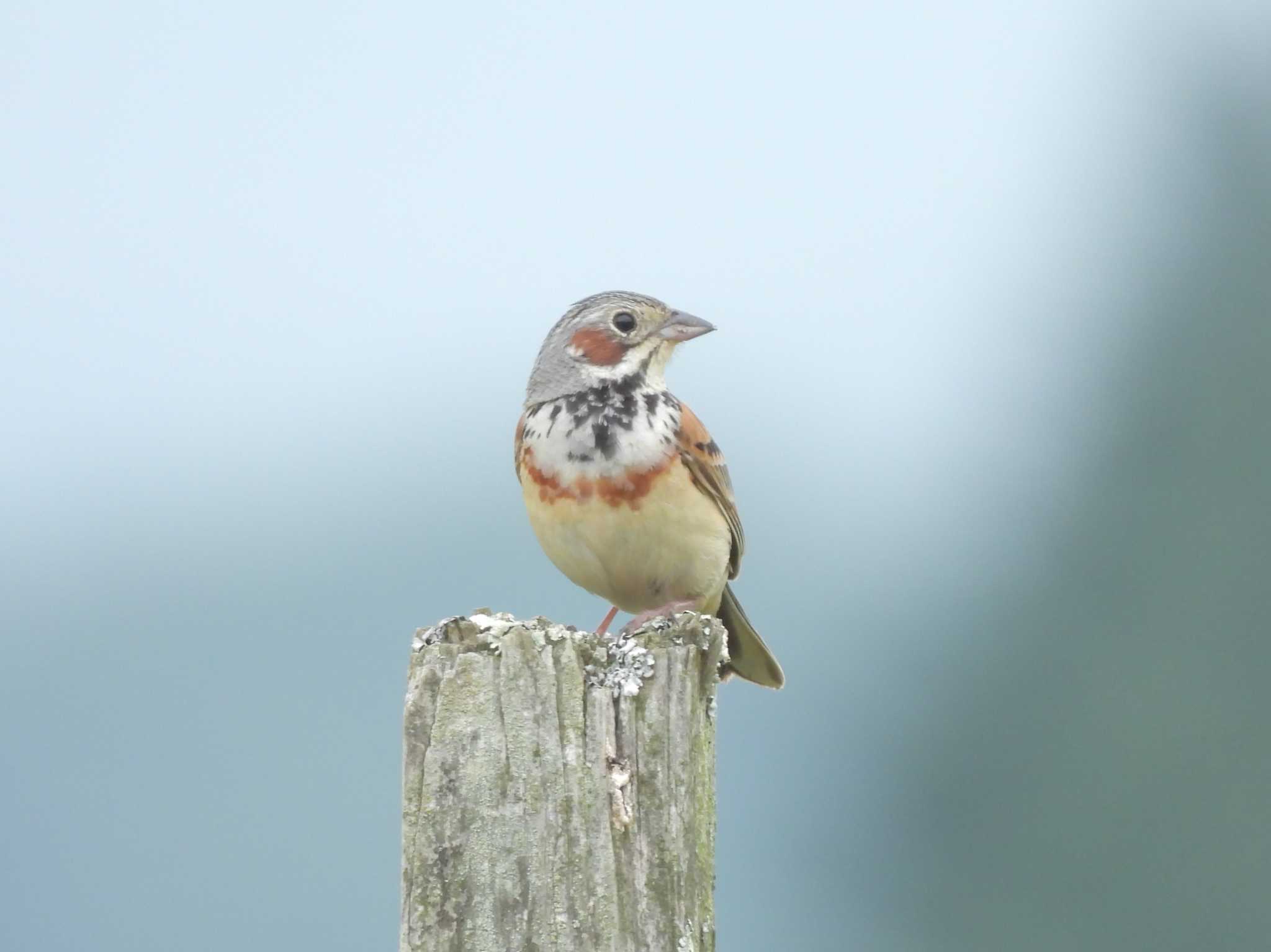 Photo of Chestnut-eared Bunting at 軽井沢 by mashiko