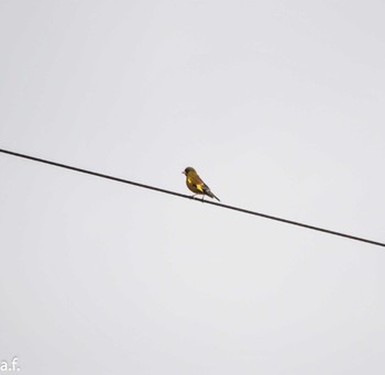 Grey-capped Greenfinch 町田市 Tue, 5/23/2023