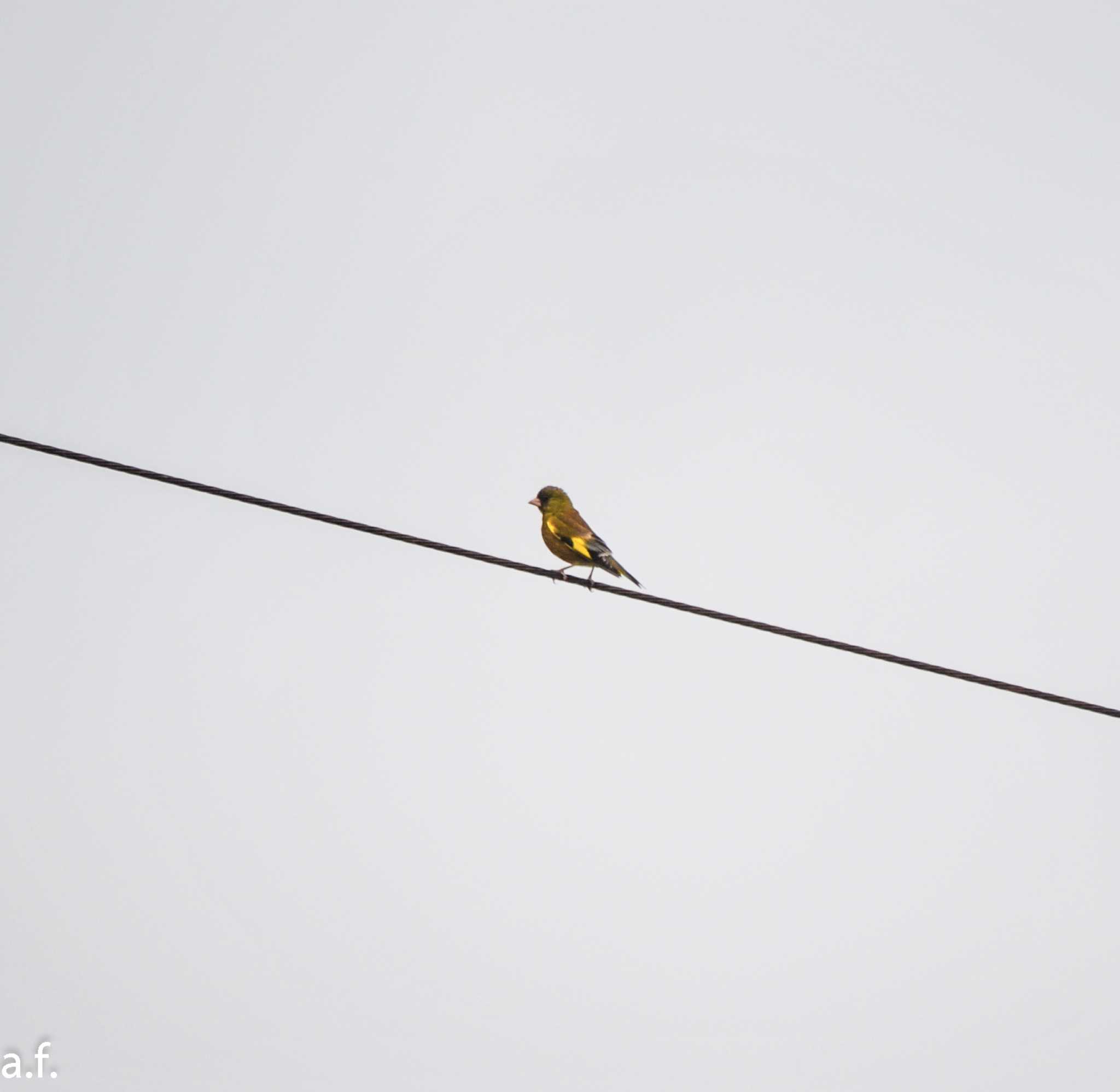 Photo of Grey-capped Greenfinch at 町田市 by a.f.