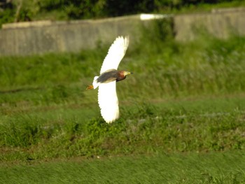 Wed, 5/24/2023 Birding report at 三重県伊勢市