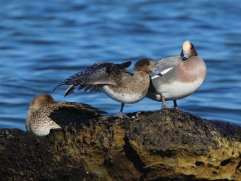 Eurasian Wigeon 馬堀海岸 Sun, 1/8/2023