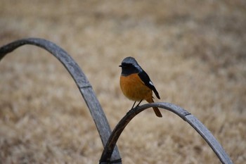 Daurian Redstart 岡山後楽園 Sun, 2/18/2018