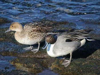 Northern Pintail 馬堀海岸 Sun, 1/8/2023