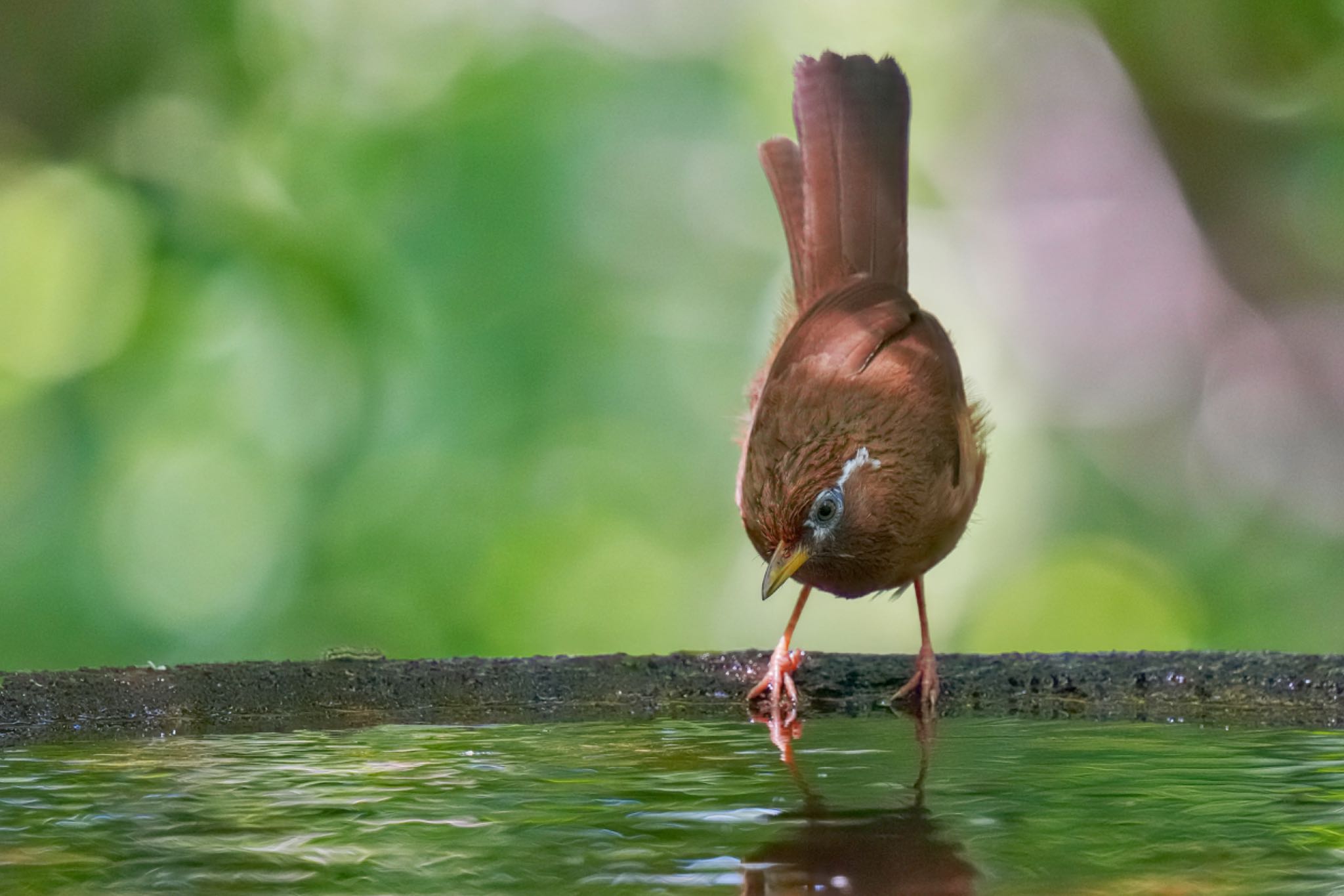 ガビチョウ