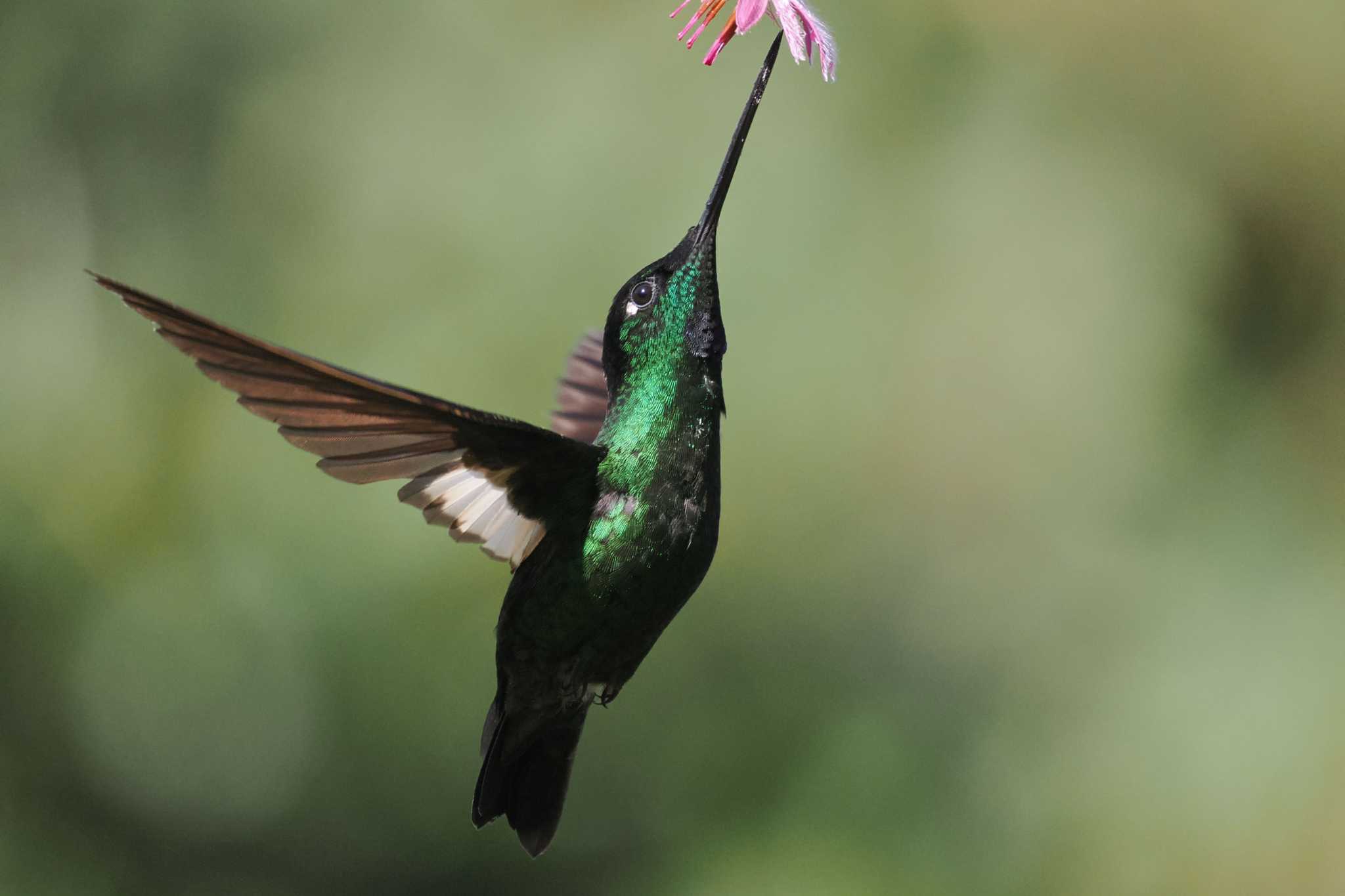 Mindo(Ecuador) モンツキインカハチドリの写真 by 藤原奏冥