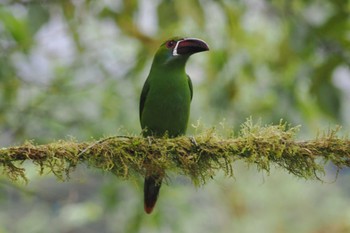 コシアカミドリチュウハシ Mindo(Ecuador) 2023年5月21日(日)