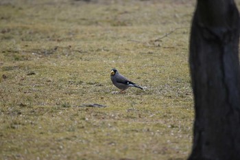 Japanese Grosbeak 岡山後楽園 Sun, 2/18/2018