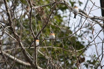 アトリ 三木総合防災公園 2018年1月27日(土)