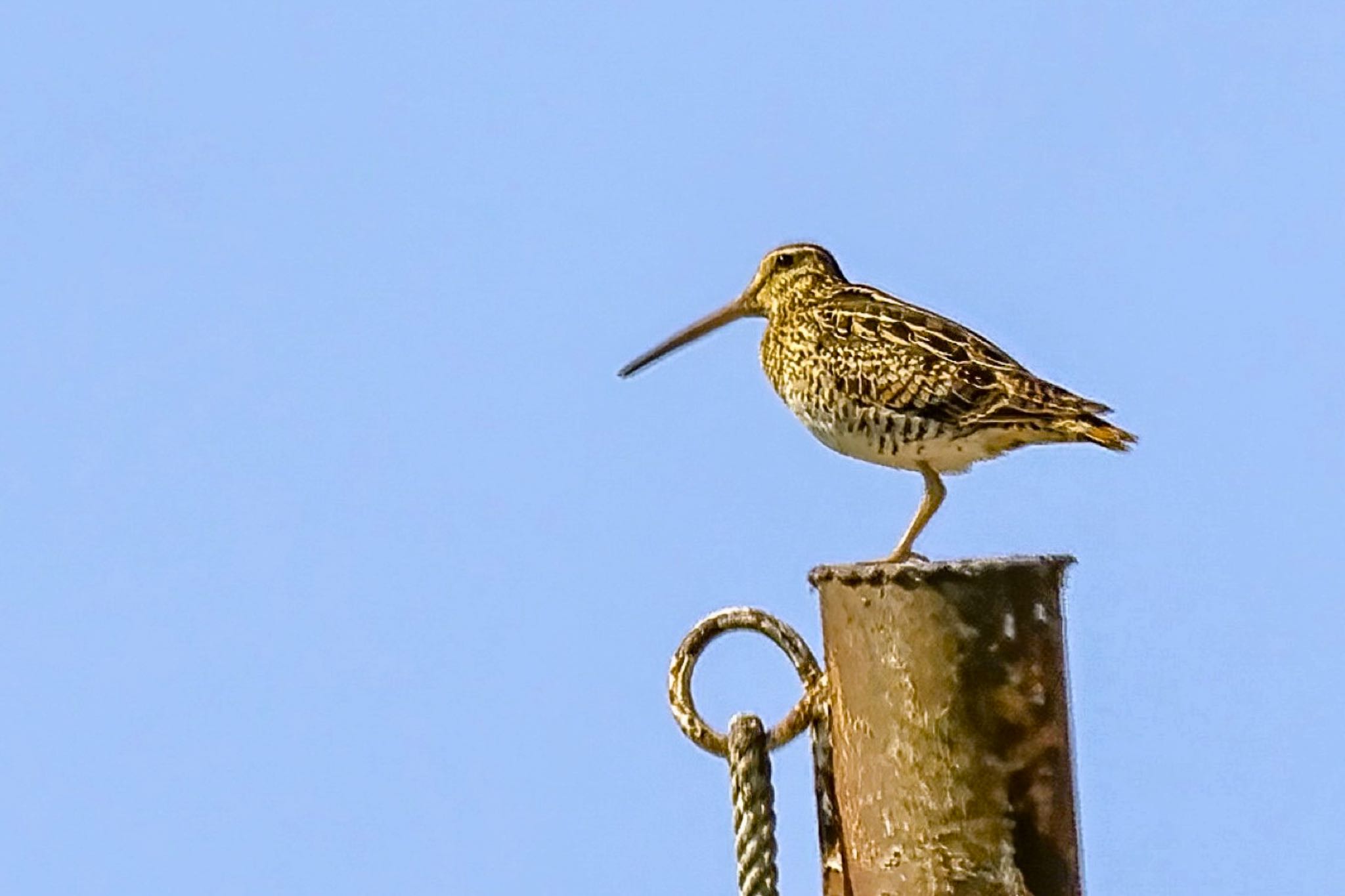 Photo of Latham's Snipe at 山梨県 by amachan