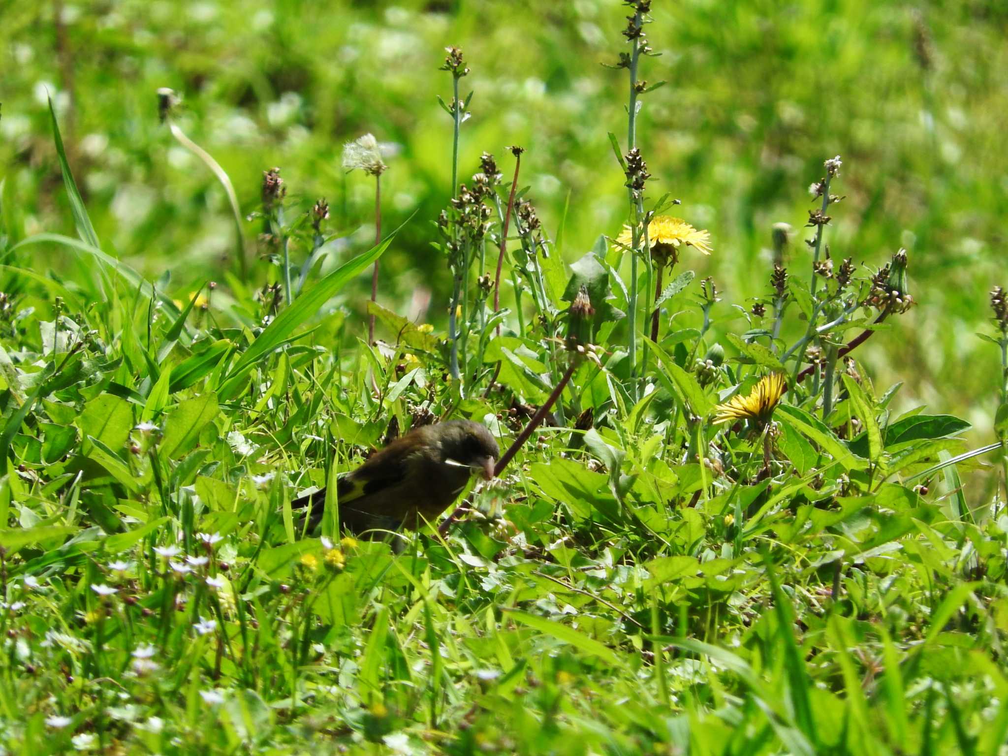 稲佐山公園 カワラヒワの写真