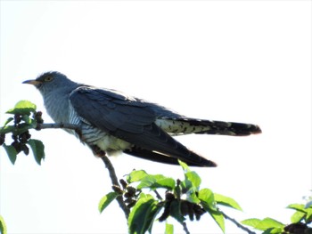 Common Cuckoo 群馬県 Wed, 5/24/2023